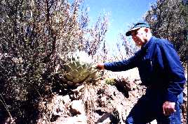Merrill doing careful examination of Cactus.