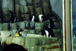 Penguins in Polar World