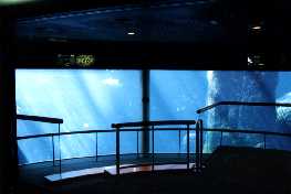 Aquarium window - St Lawrence Marine Ecosystem
